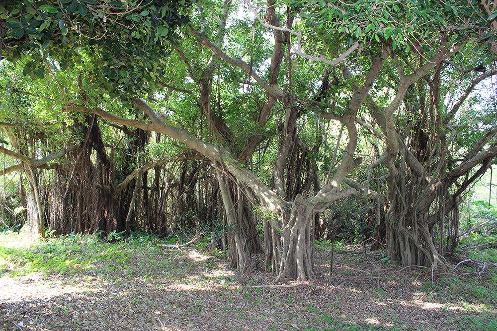 多幸の樹と言われるガジュマルの前で写真を撮ると 宮古島の占い師 上地一美 ご予約 オフィシャルwebサイト